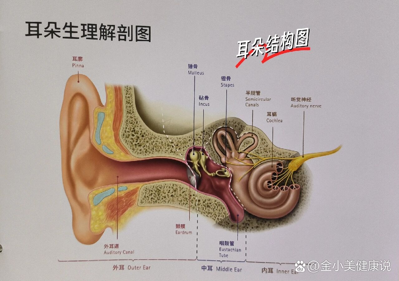 耳朵结构&作用