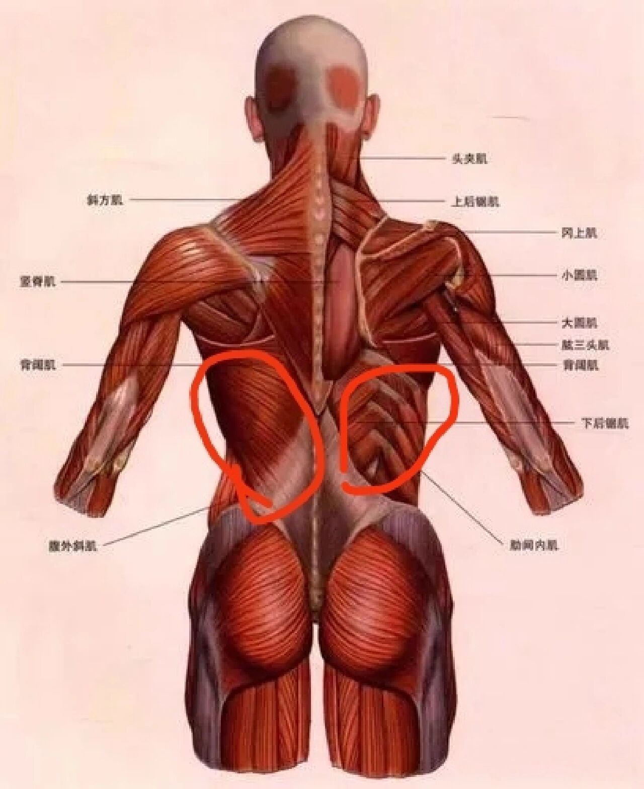 后背筋的位置图解图片