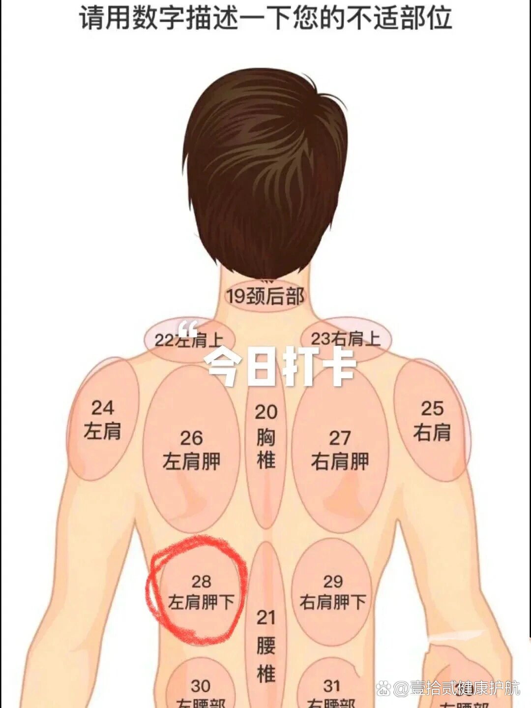 右肩胛骨下方疼痛图片图片