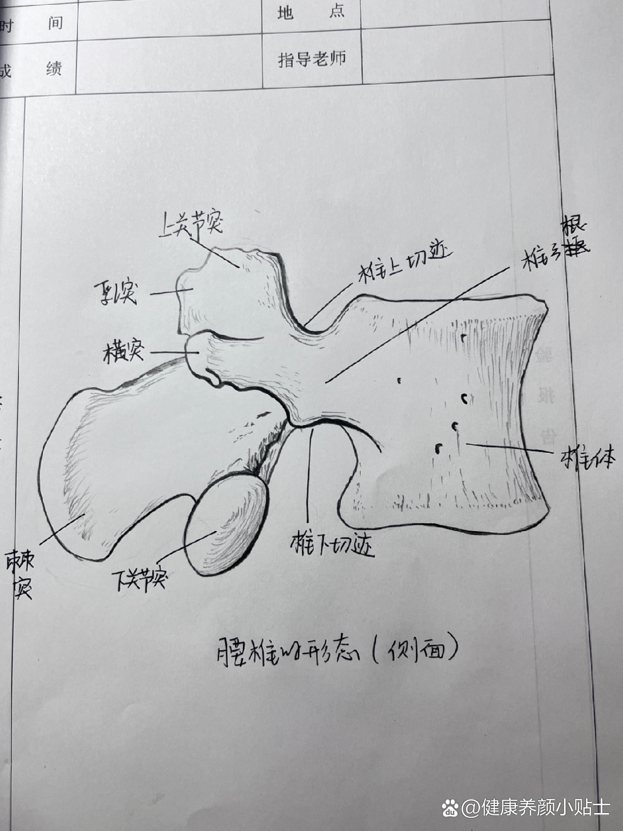 腰椎的形态手绘图