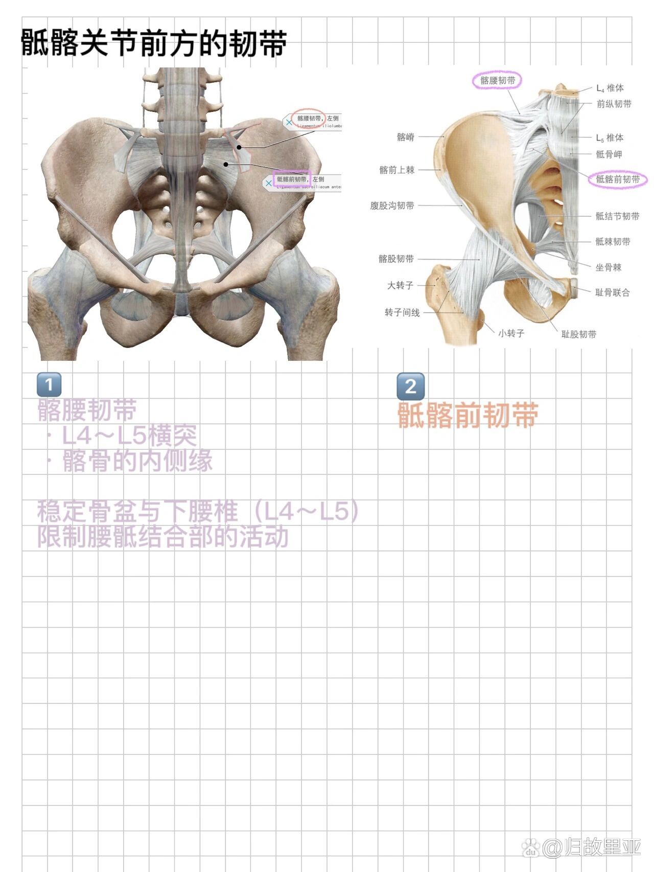 骶髂关节韧带图片图片