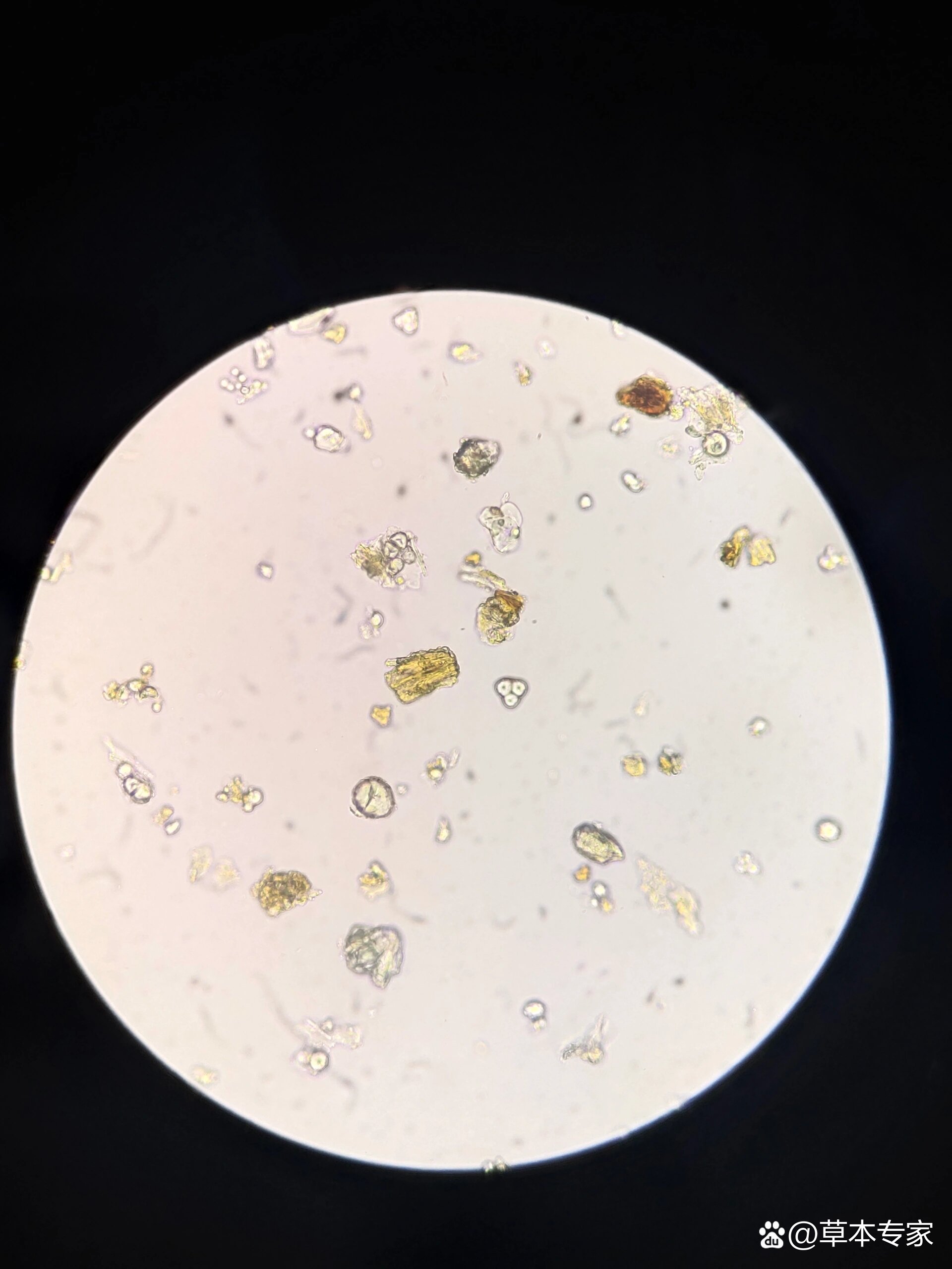 大黄粉末显微图