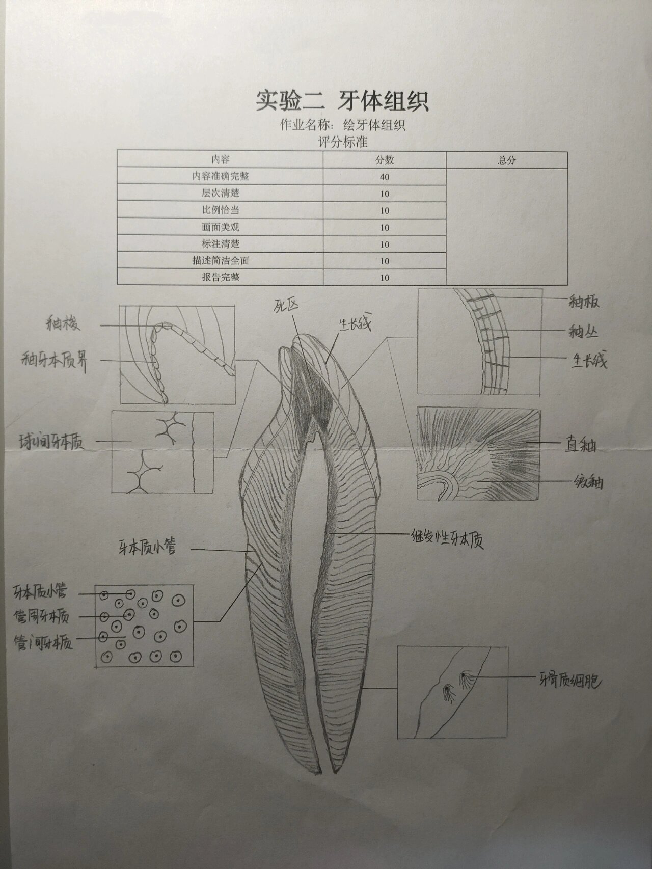 成牙本质细胞突图片