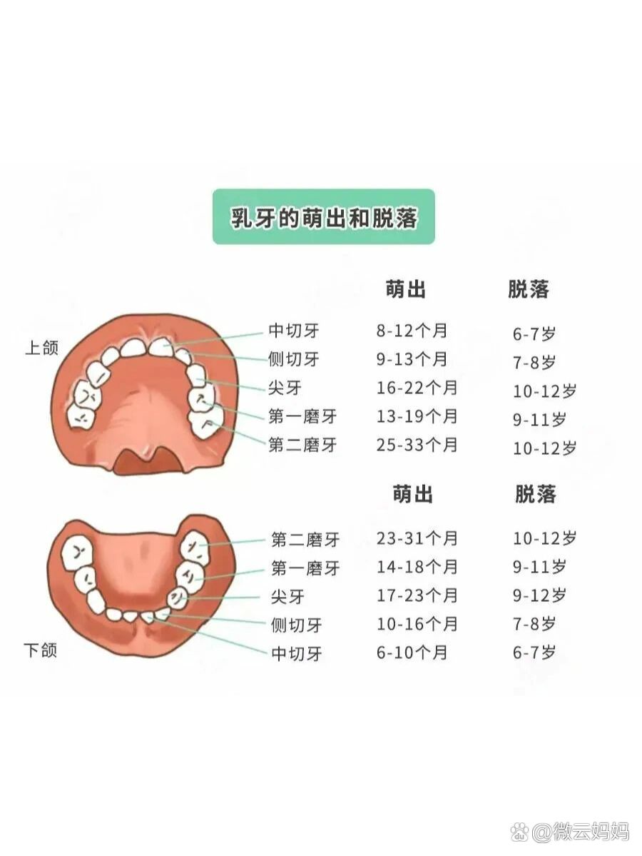 儿童牙齿分布图图片