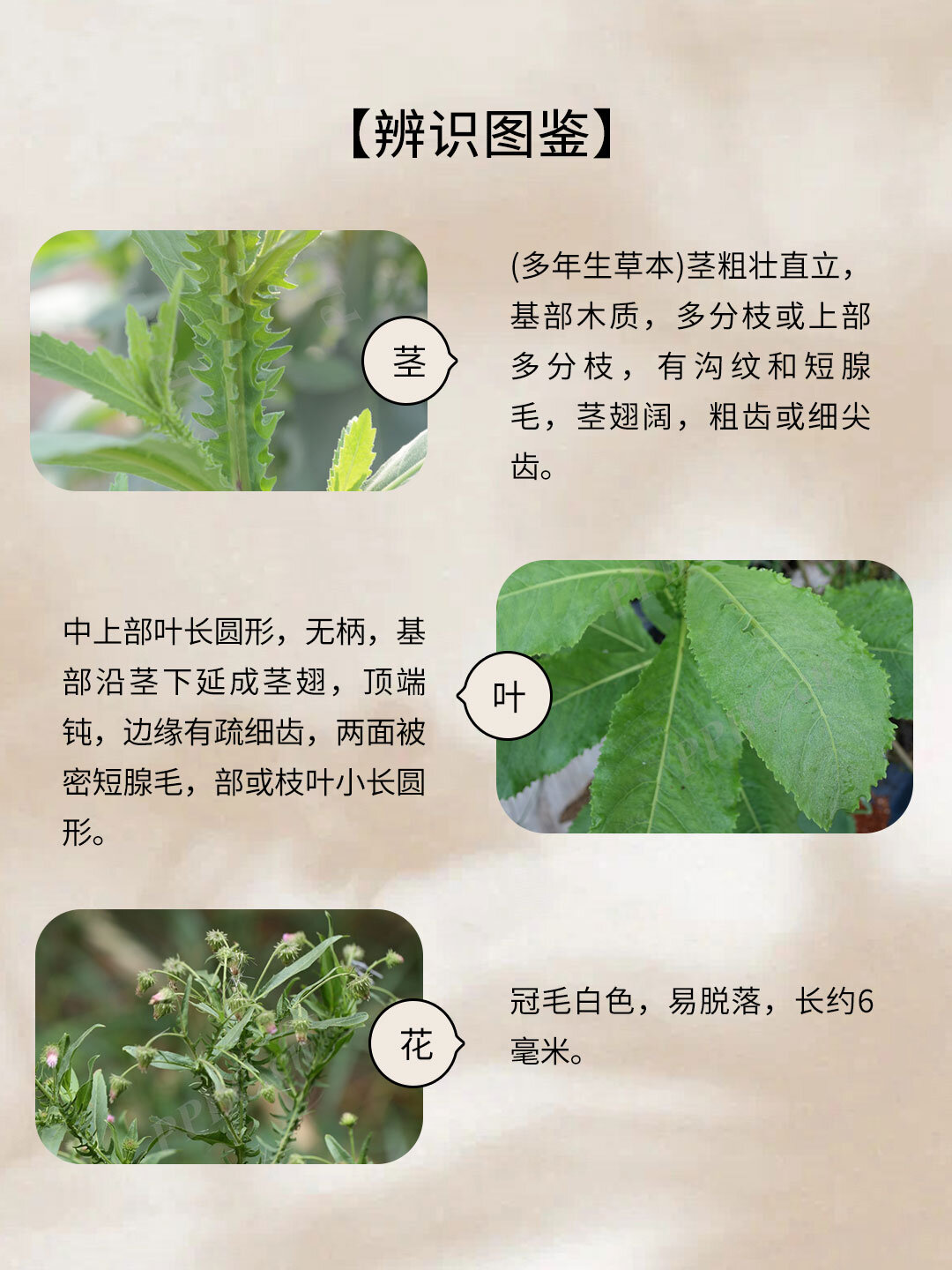 大黑药全株图片图片