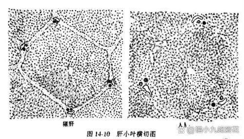 猪肝的结构图片