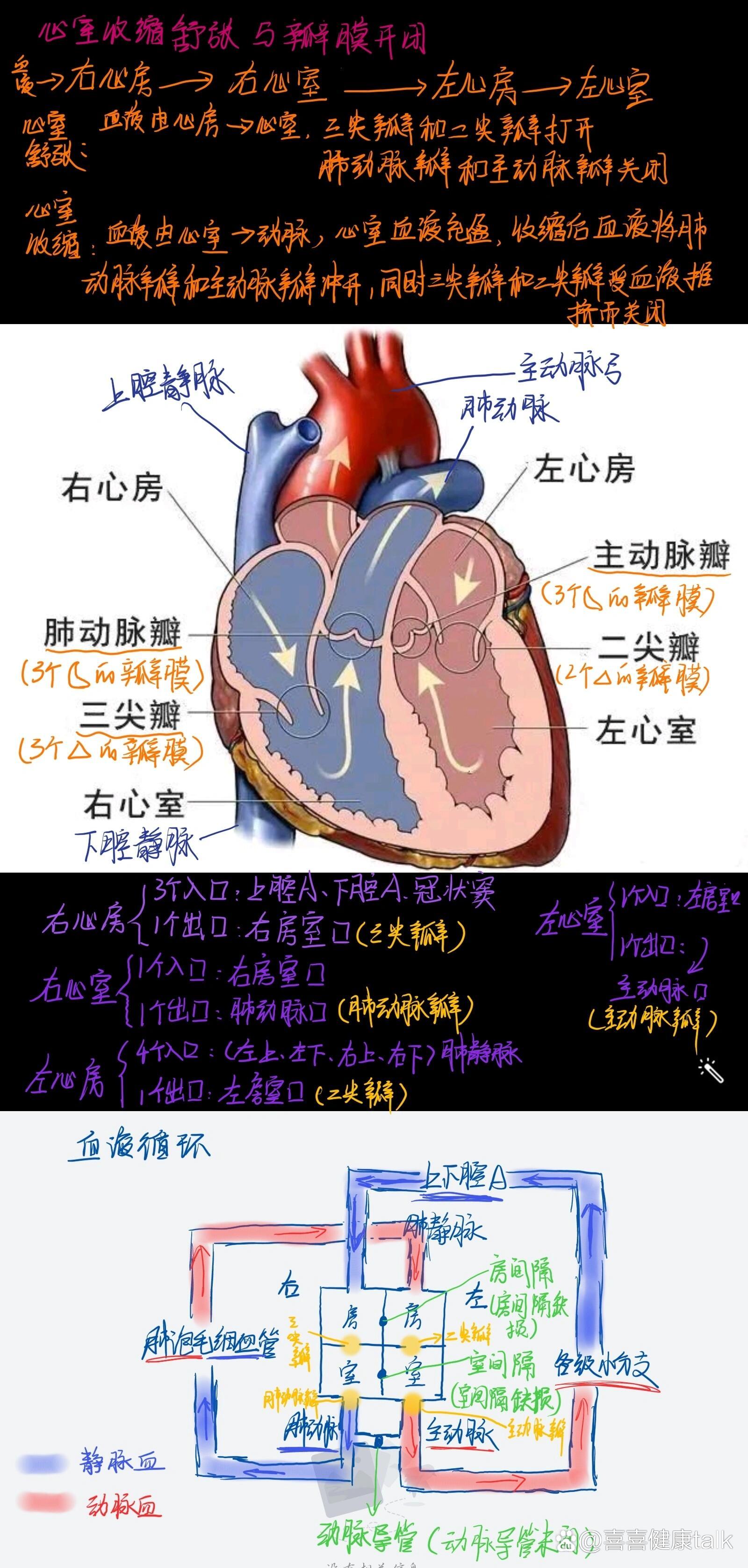 心脏血供示意图图片