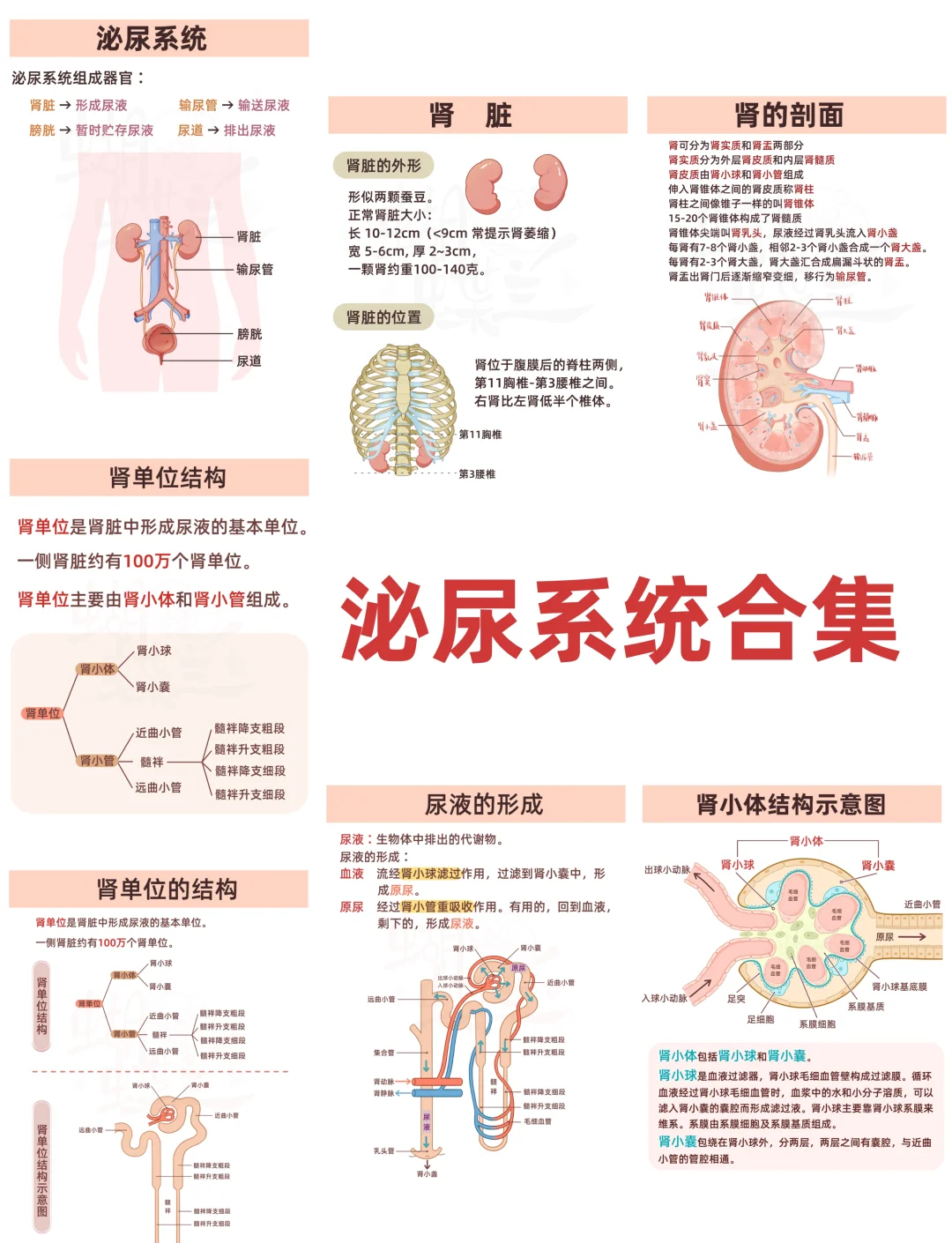 📚泌尿系统肾脏全解析📖