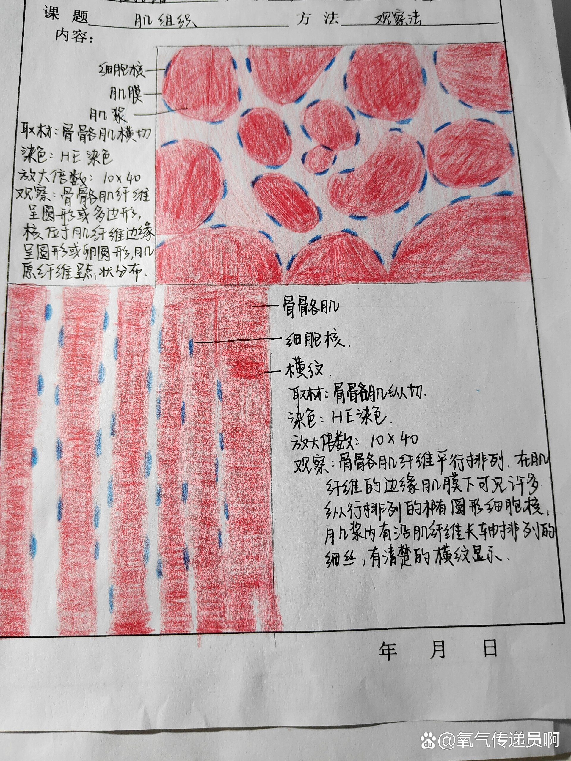 骨骼肌战栗图片