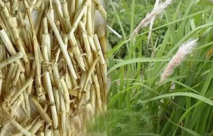 白茅根的神奇功效：7种疾病的治疗方法