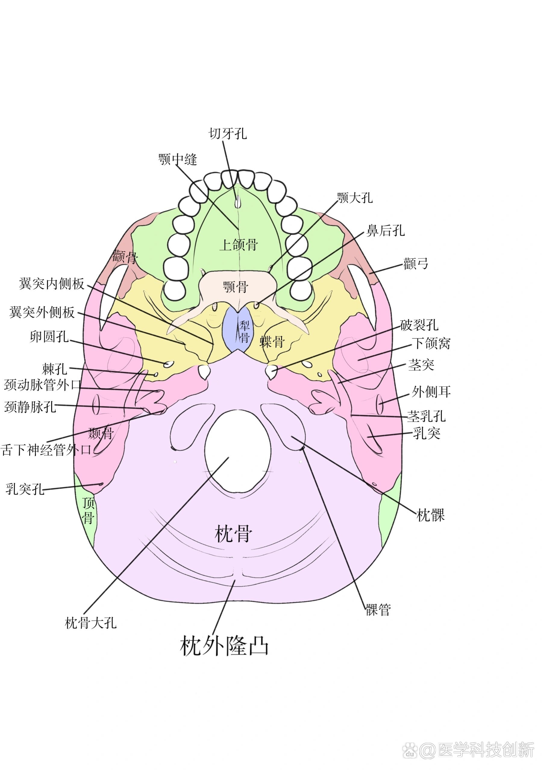 颅底外面观