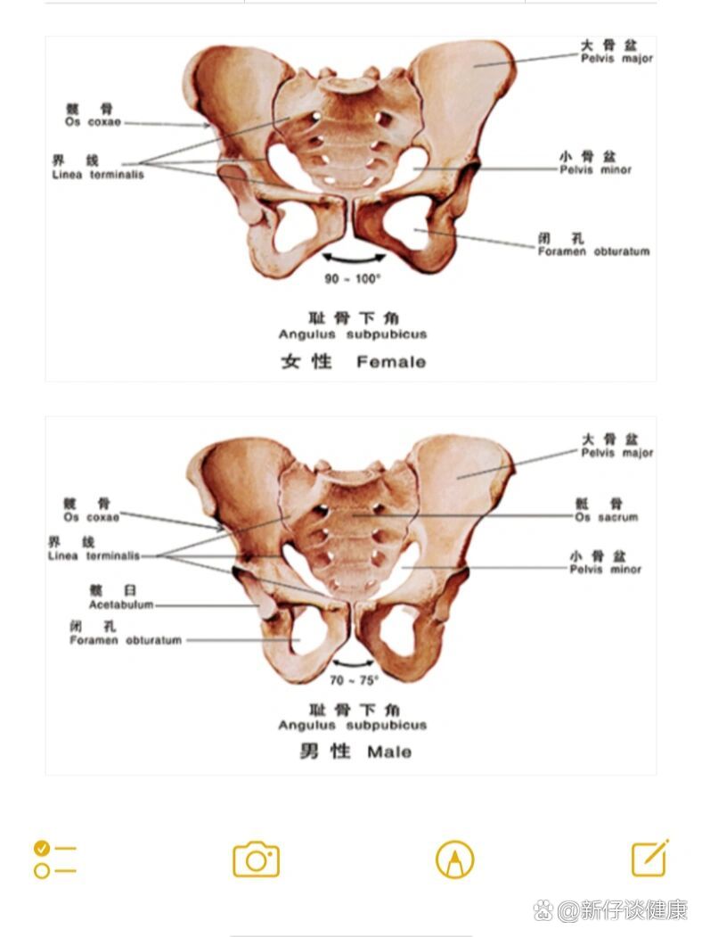 必背 男女性骨盆差异 解剖