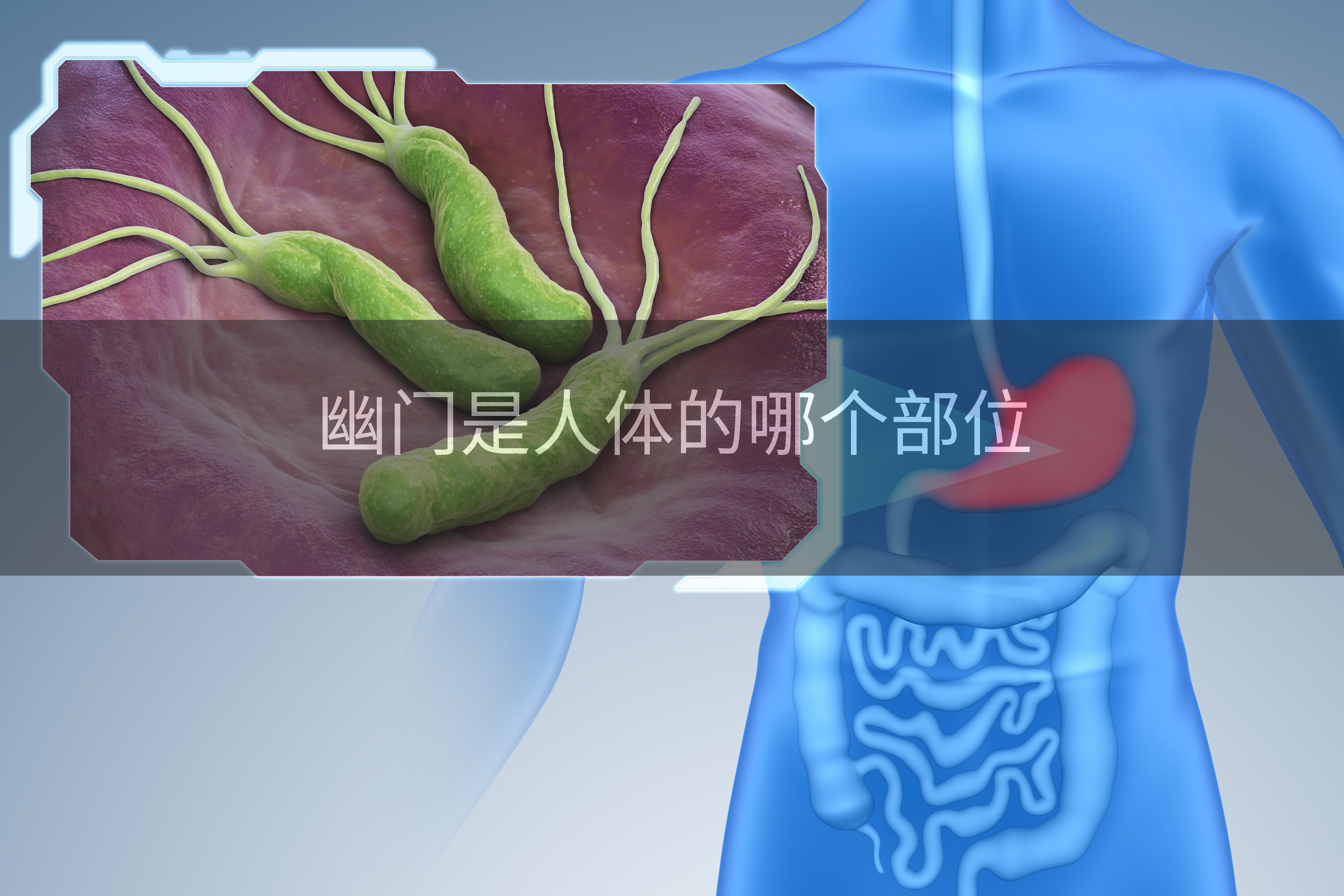 幽门是人体的哪个部位