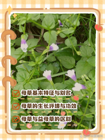 母草介绍与功效