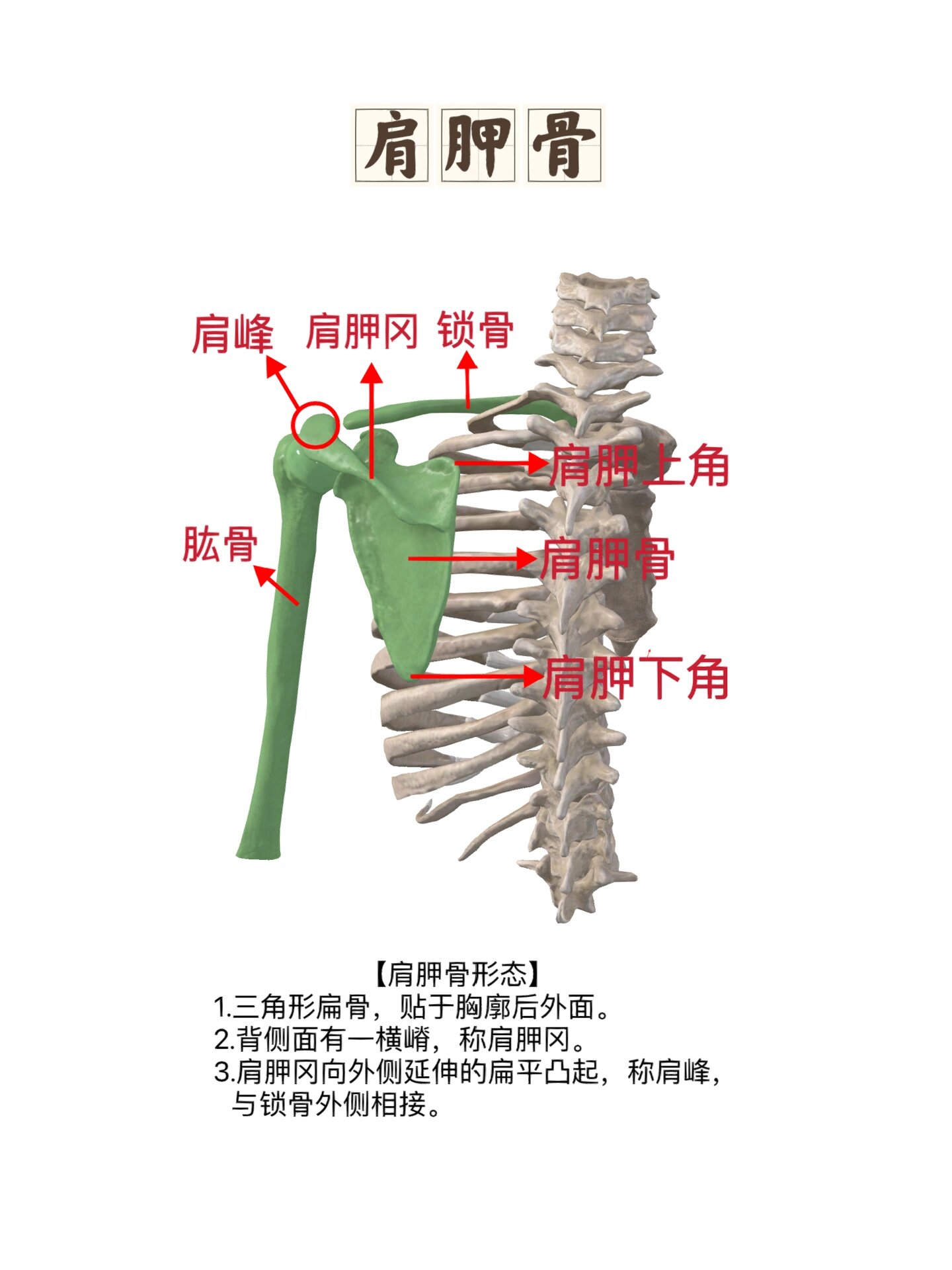 肩甲冈图片