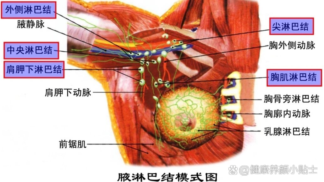 8,局部解剖学