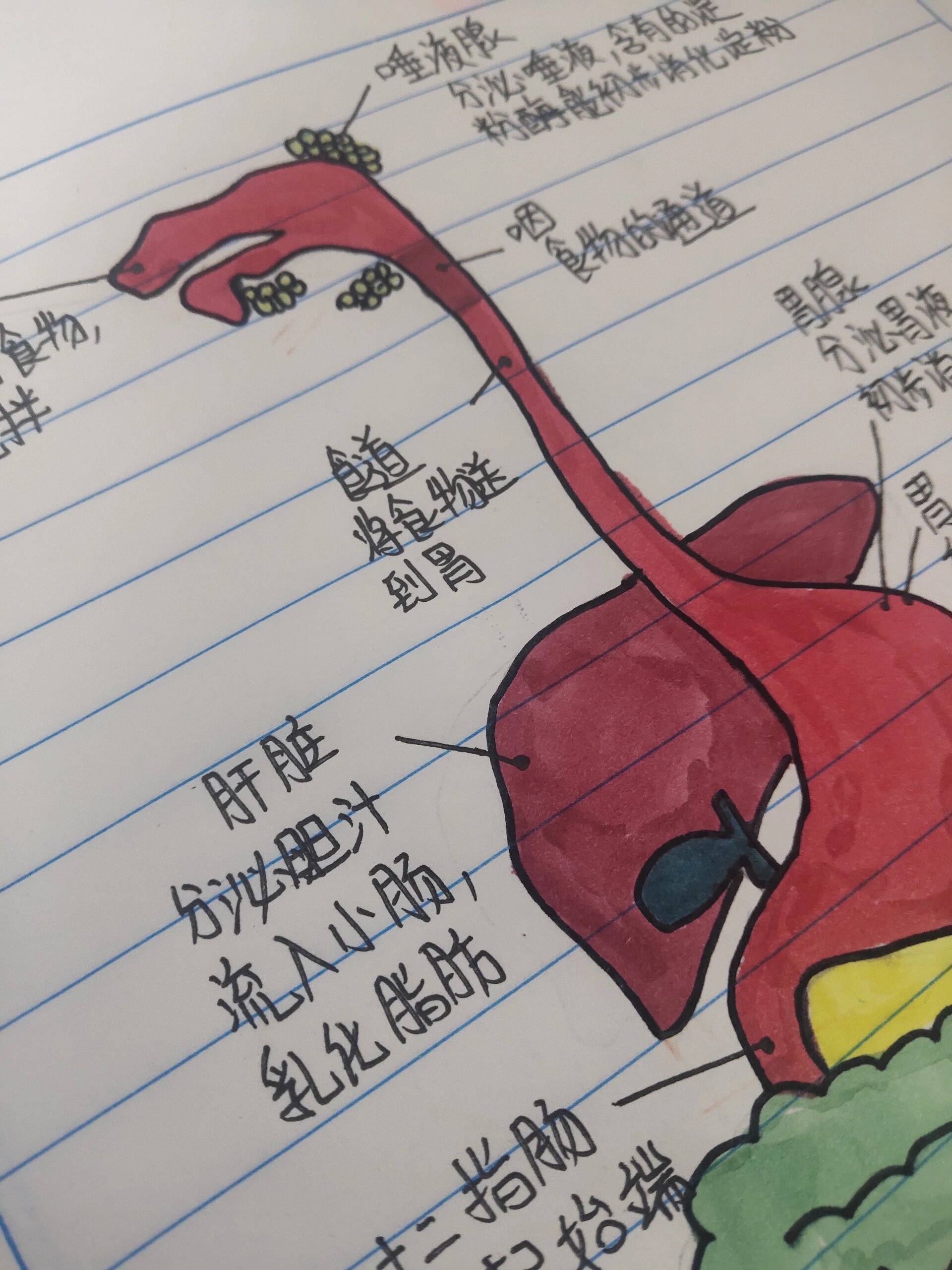 消化系统