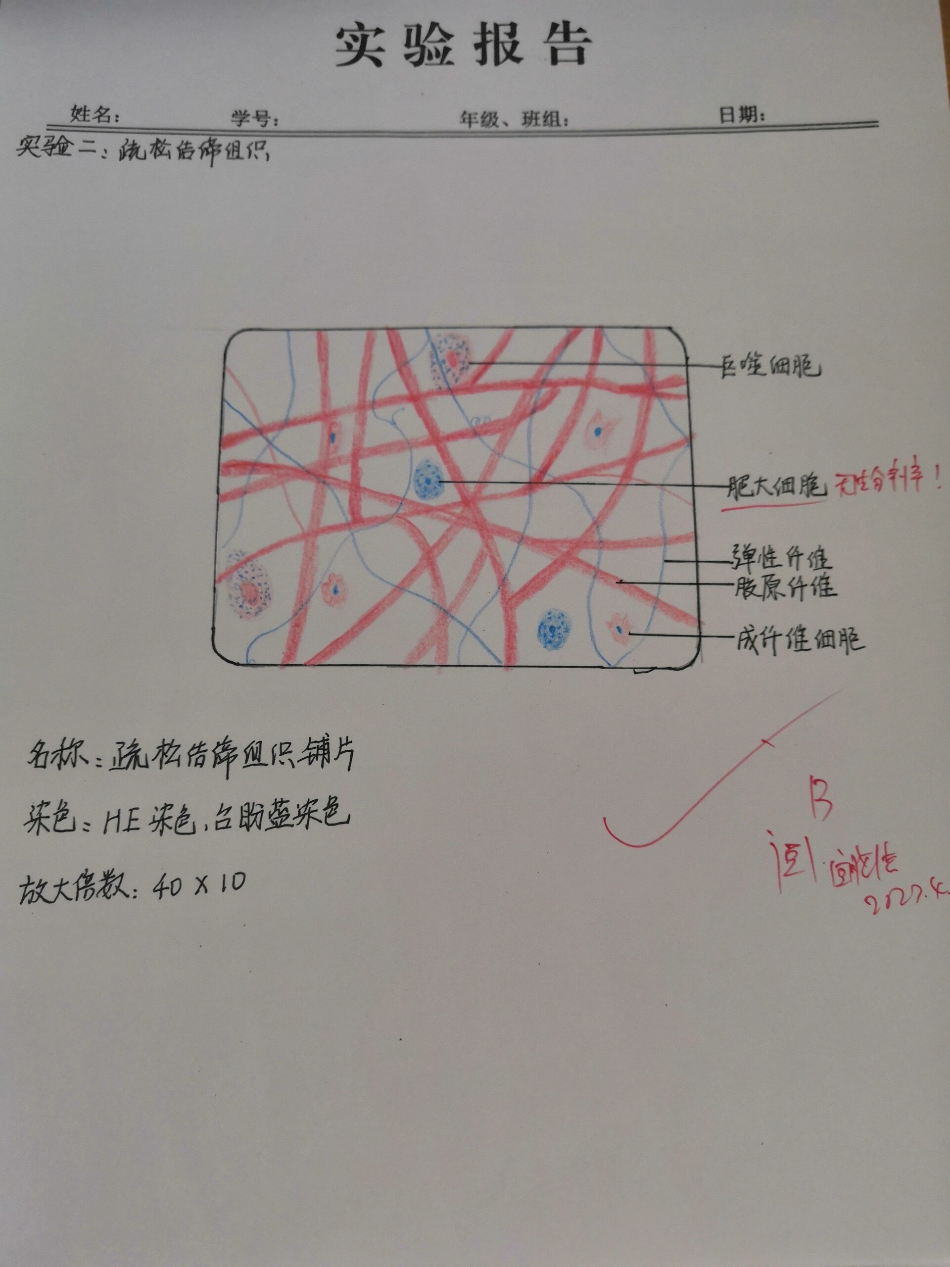 厚壁组织手绘图图片