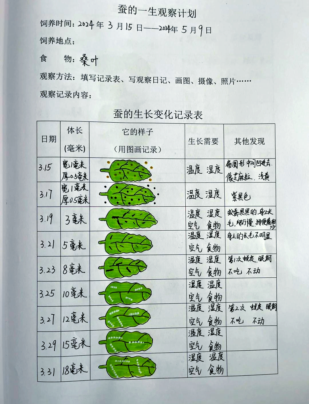 🐛蚕宝宝的一生观察日记📖