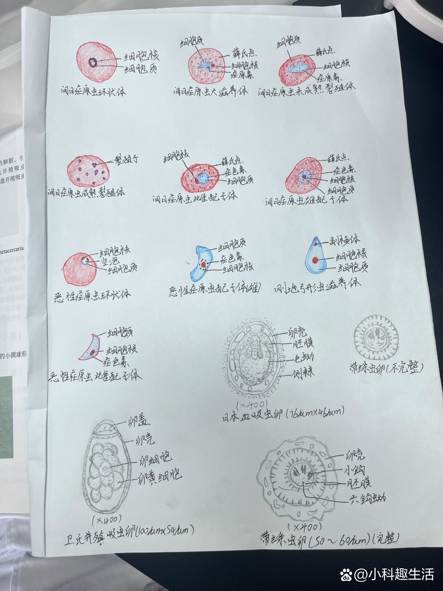 刚地弓形虫滋养体绘图图片