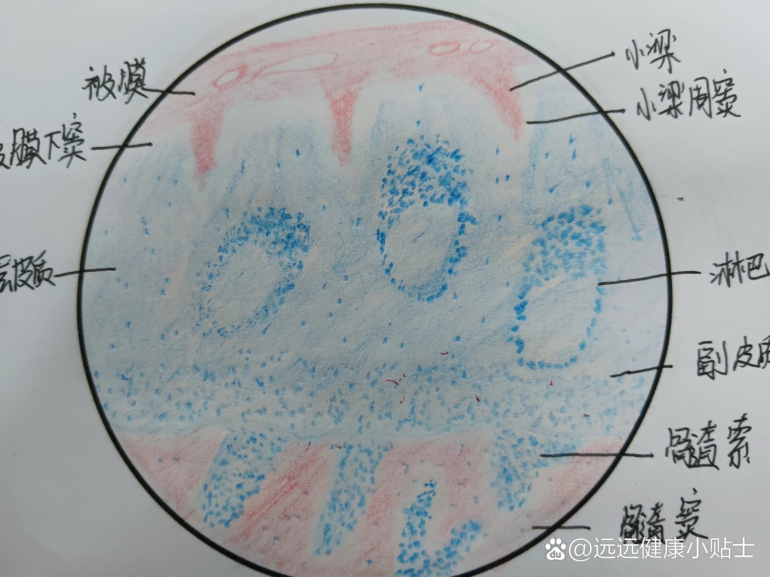 淋巴结红蓝铅笔绘图