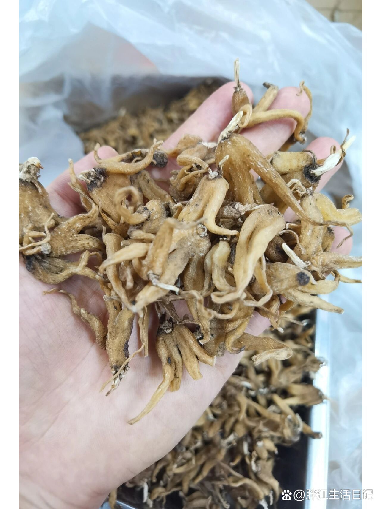 西藏手掌参