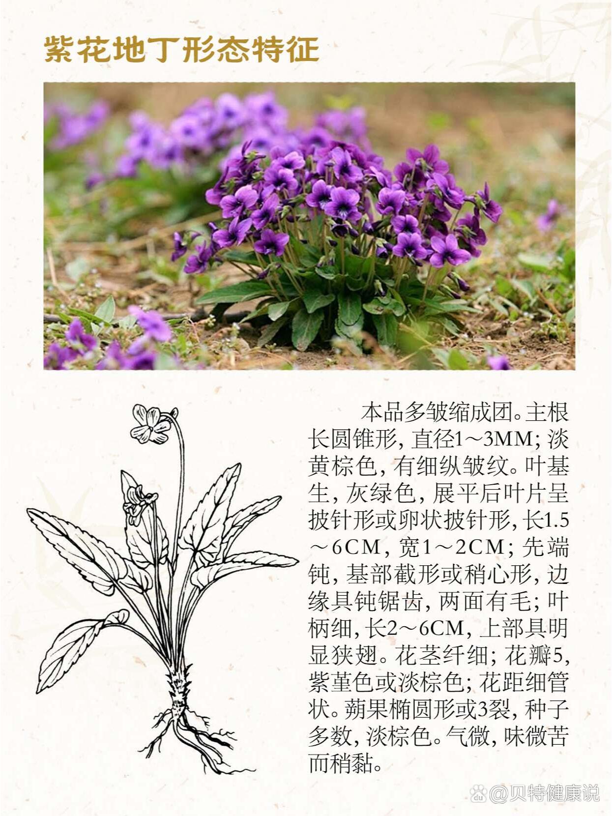 紫花地丁:神奇野菜,功效超乎你想象!