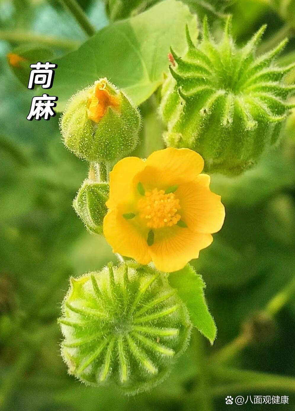 茼麻子别名图片