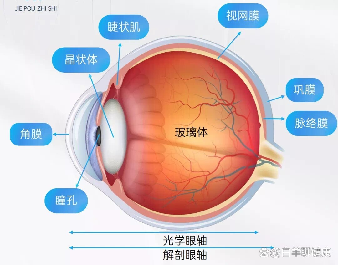  p>眼睛的解刨结构 br>98了解眼睛结构  br>角膜:在眼球最前方,往前