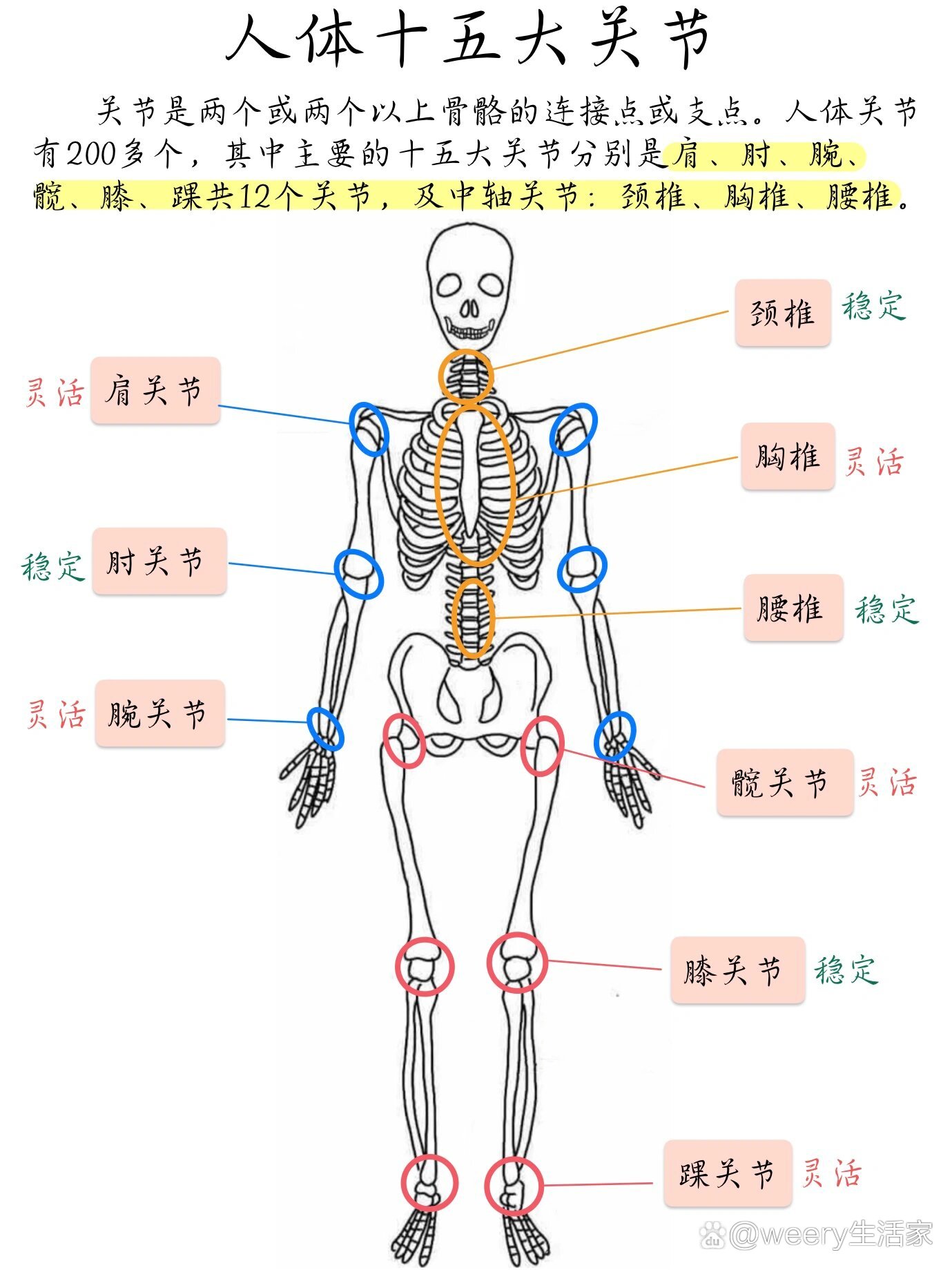 关节结构模式图及作用图片