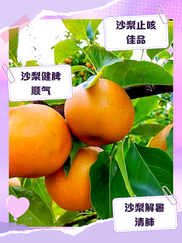 沙梨的功效与作用