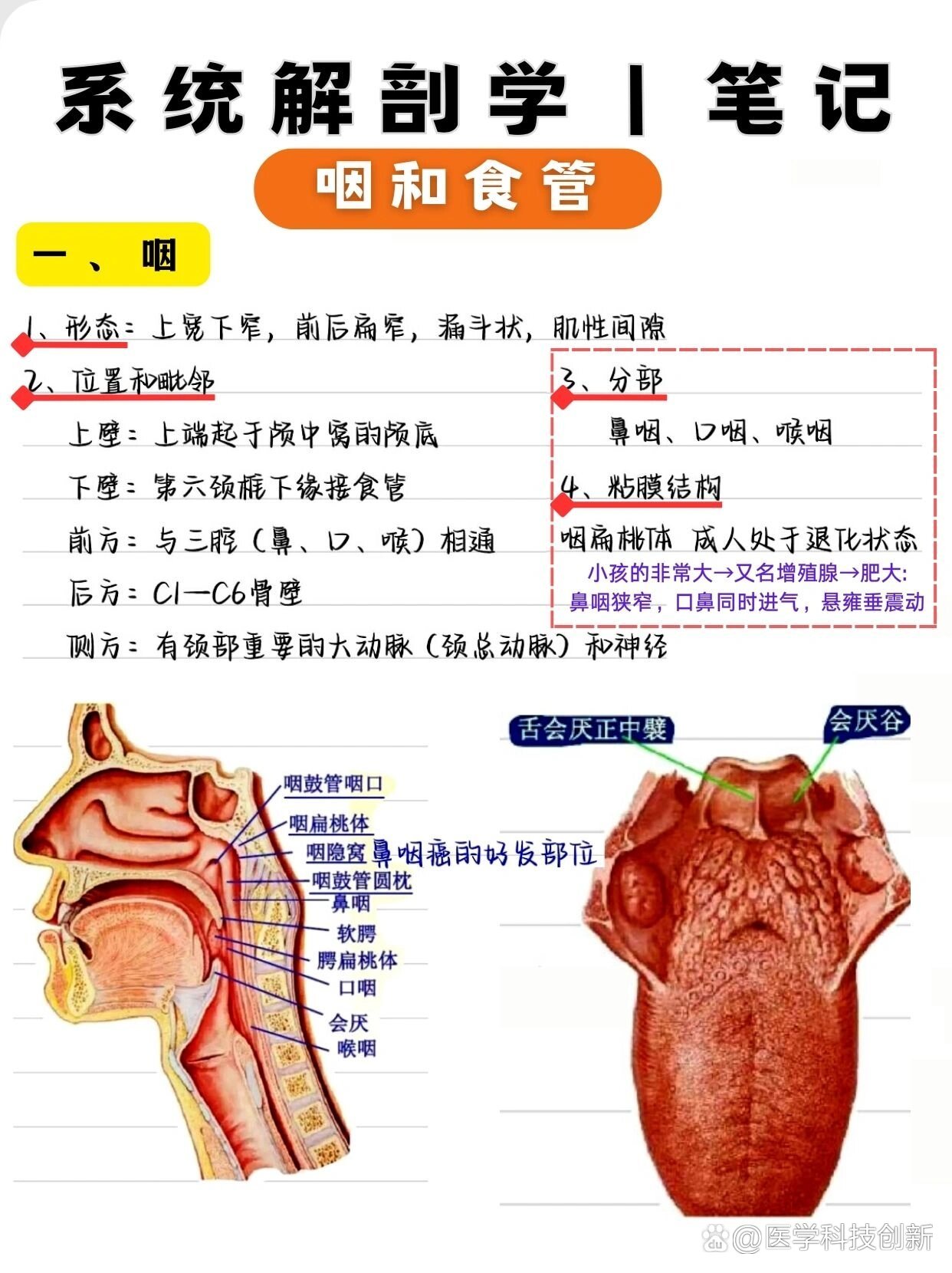 解剖界线位置图片