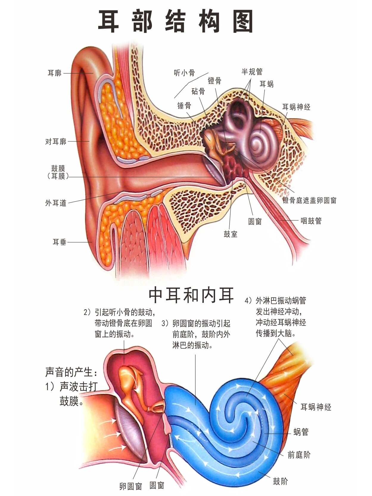 耳部结构图