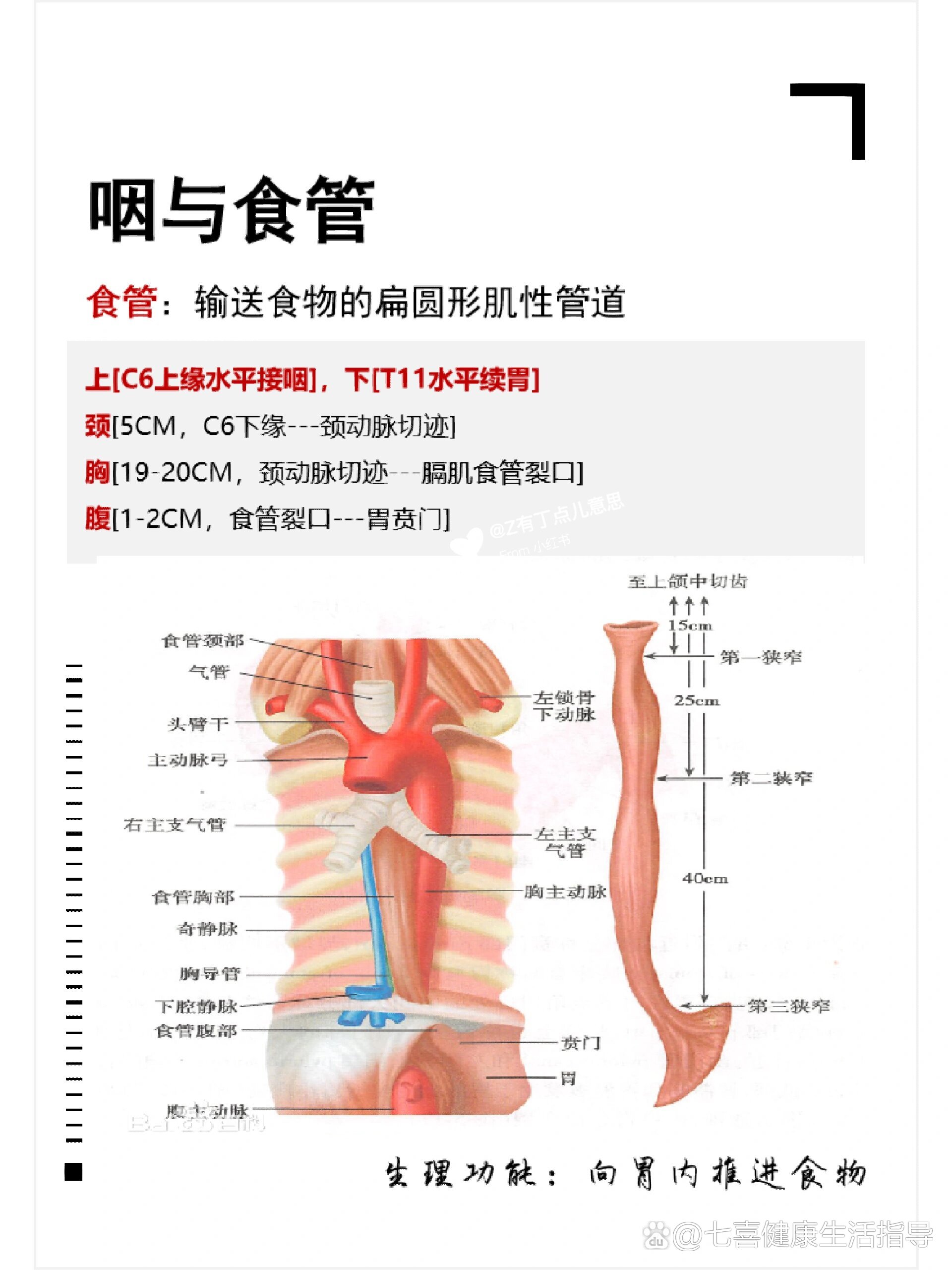 解剖界线位置图片