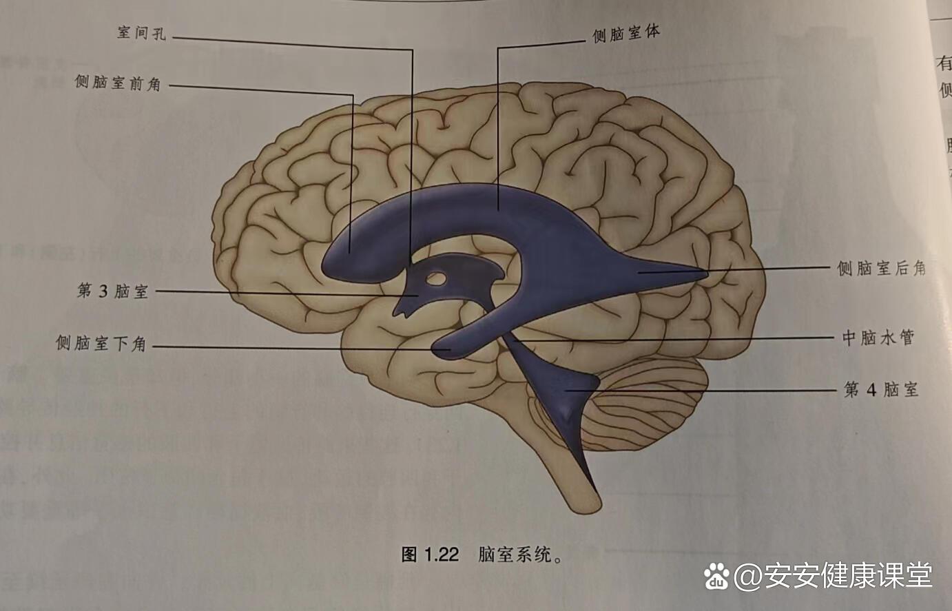 8.脑室系统