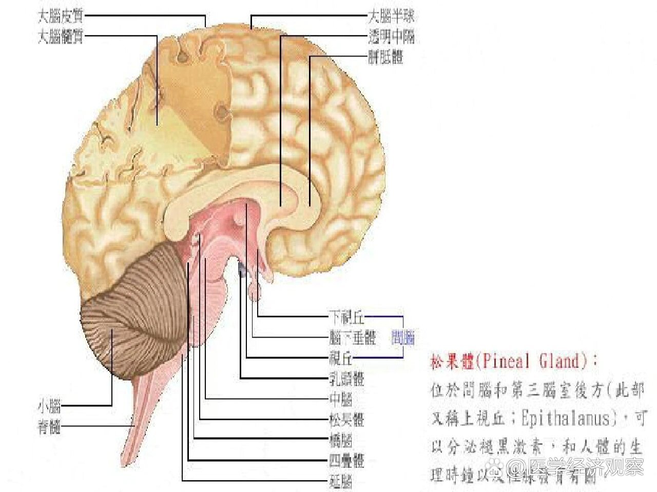 松果体的位置图片