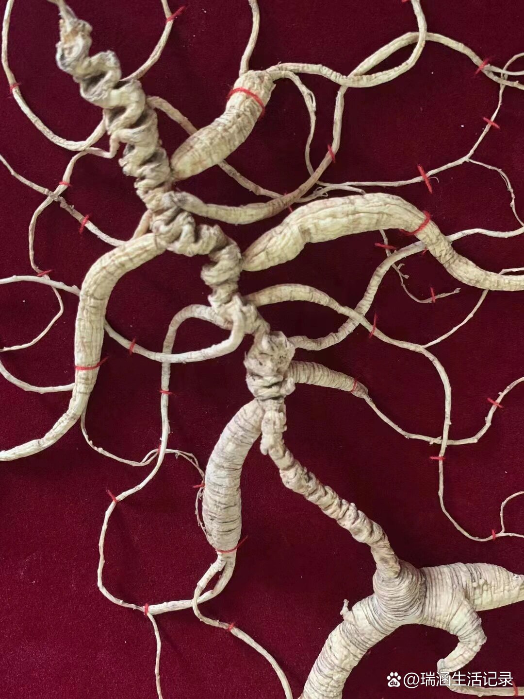 历届百年野山参参王一览