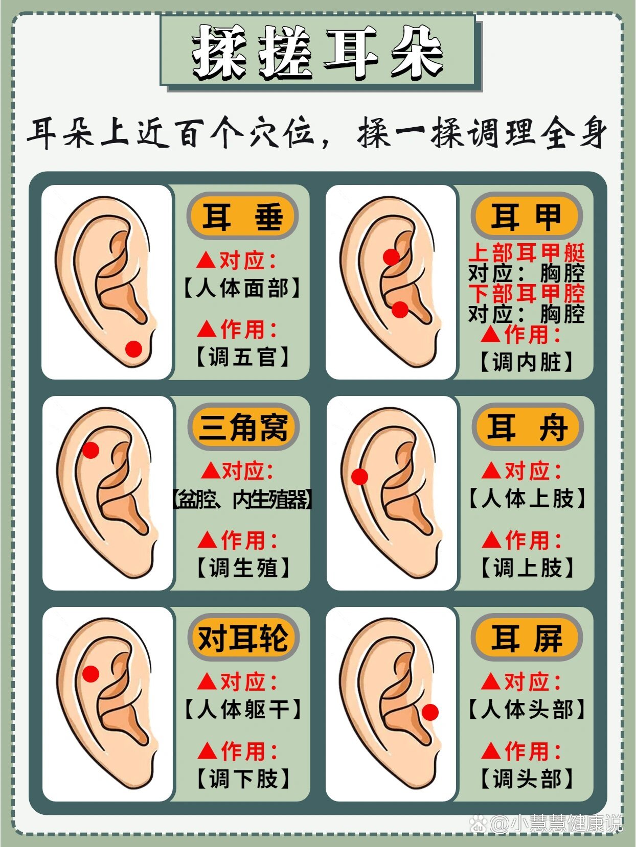 耳朵对应的身体部位图图片