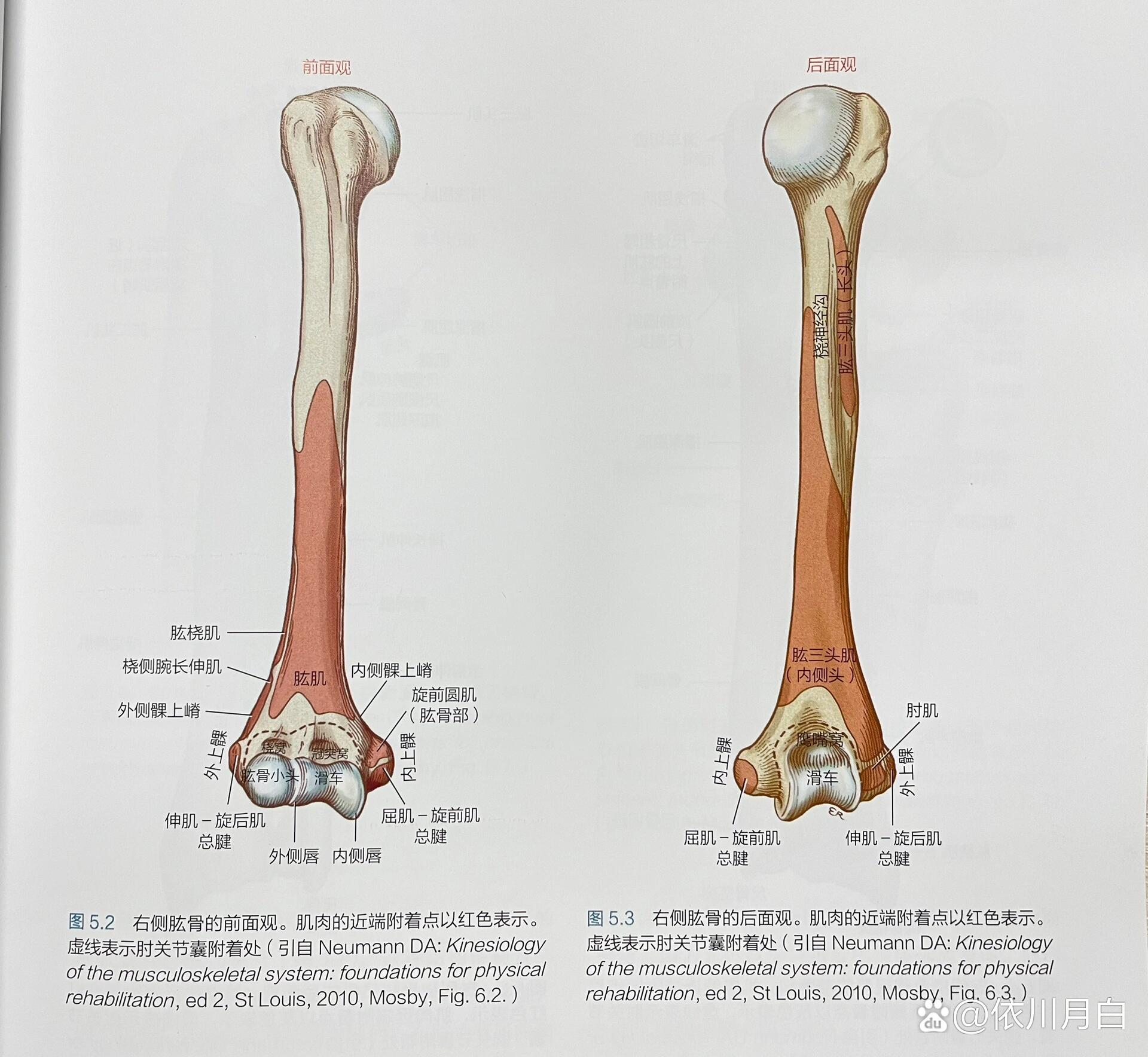 肱骨前面观素描图图片