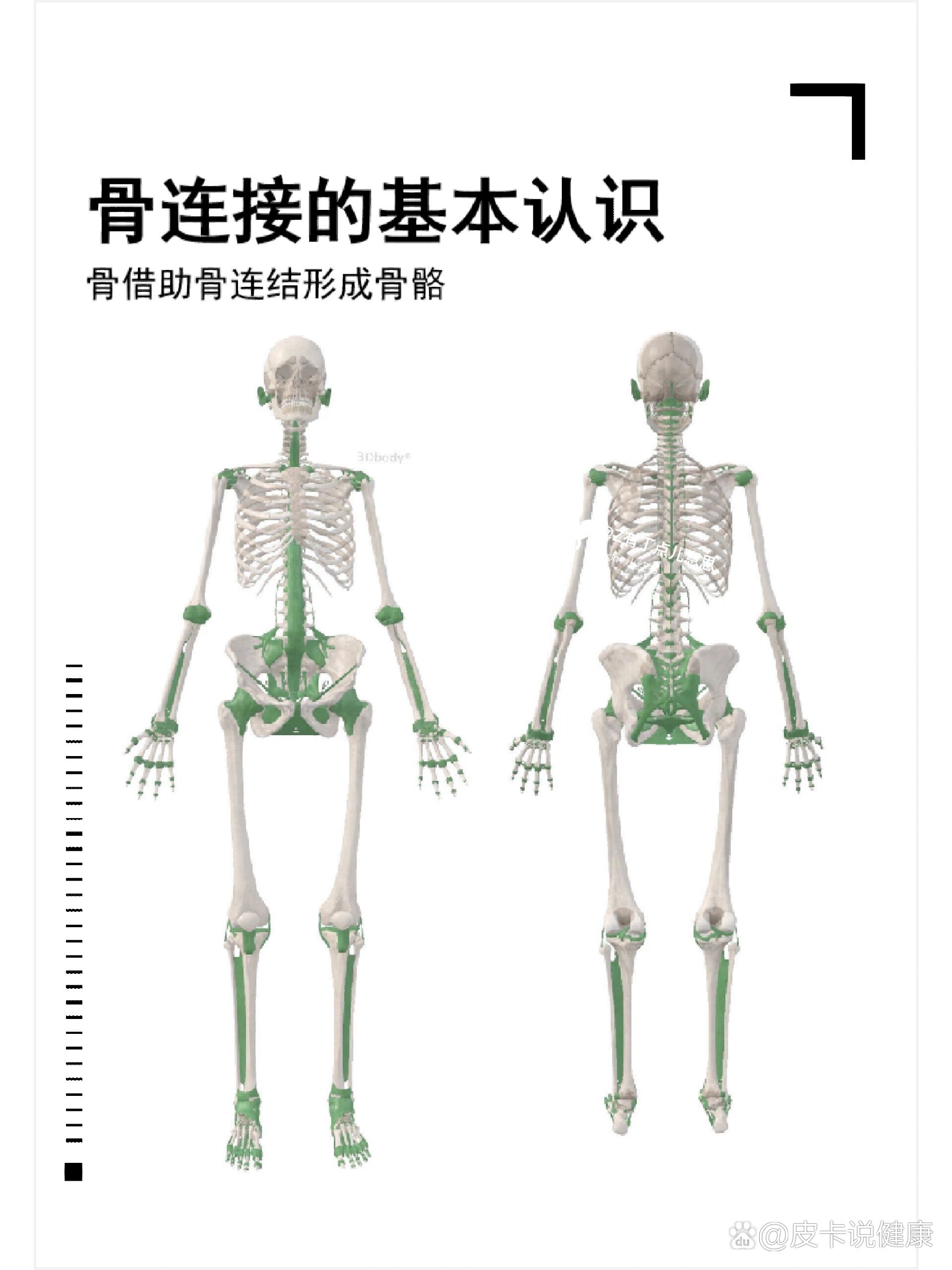 96骨与骨之间借助纤维结缔组织,软骨或骨相连,形成骨连结;骨借助骨