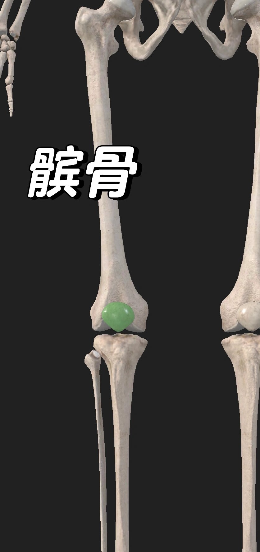 股四头肌腱内,上宽下尖,前面粗糙,后面为关节面,与股骨髌面相关节