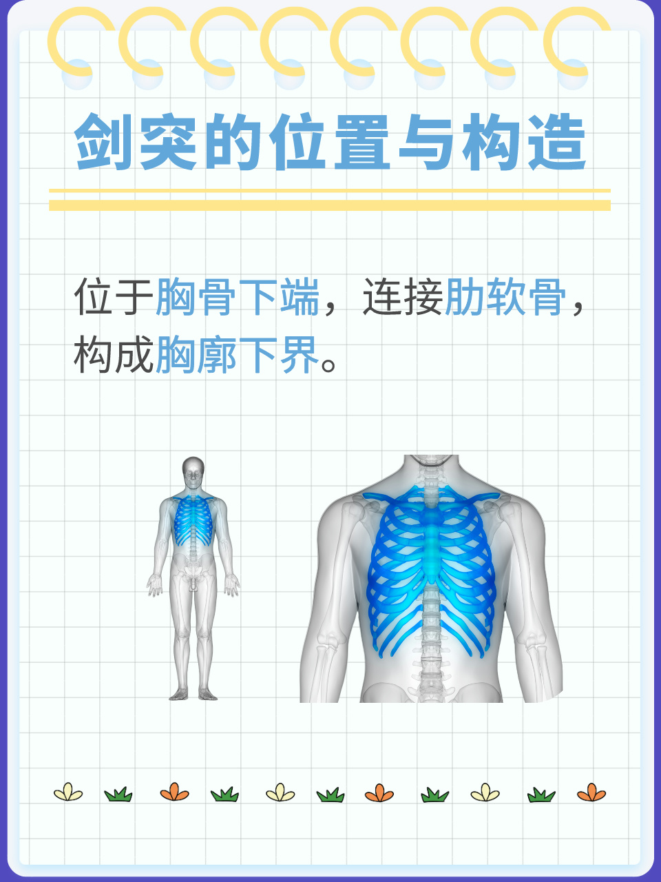 剑突的位置在哪里?日常呵护指南