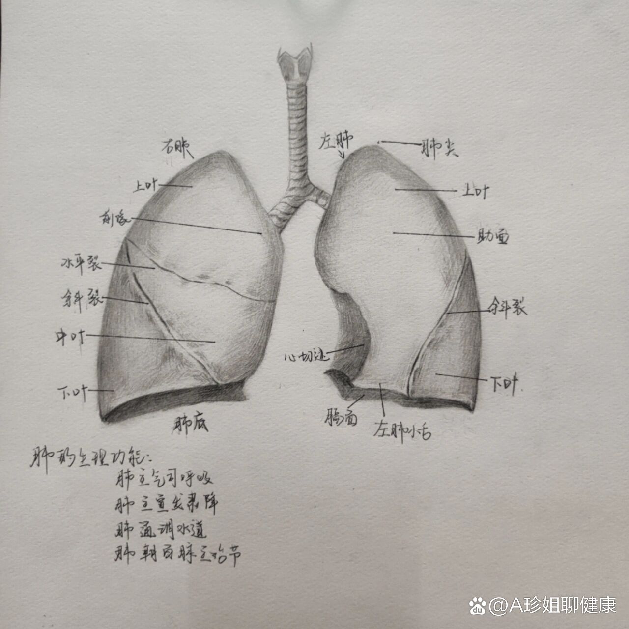 肺小叶手绘图图片