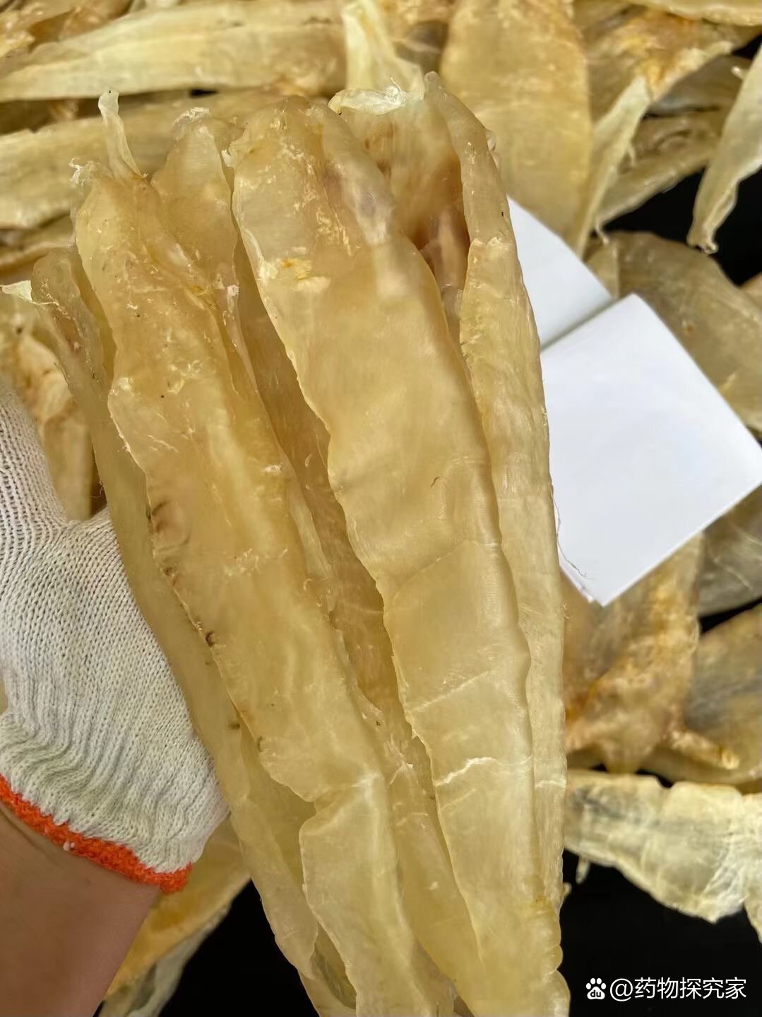 北海母鱼胶功效