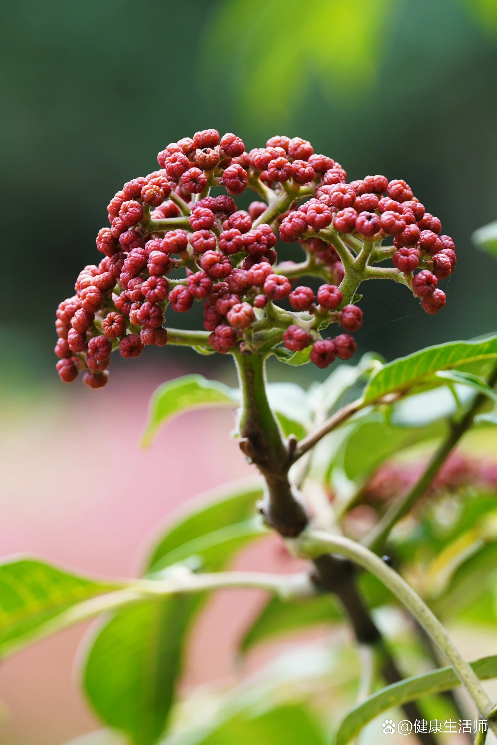 br>茱萸主要有两种,一种是山茱萸科的山茱萸;另一种即是芸香科吴茱萸