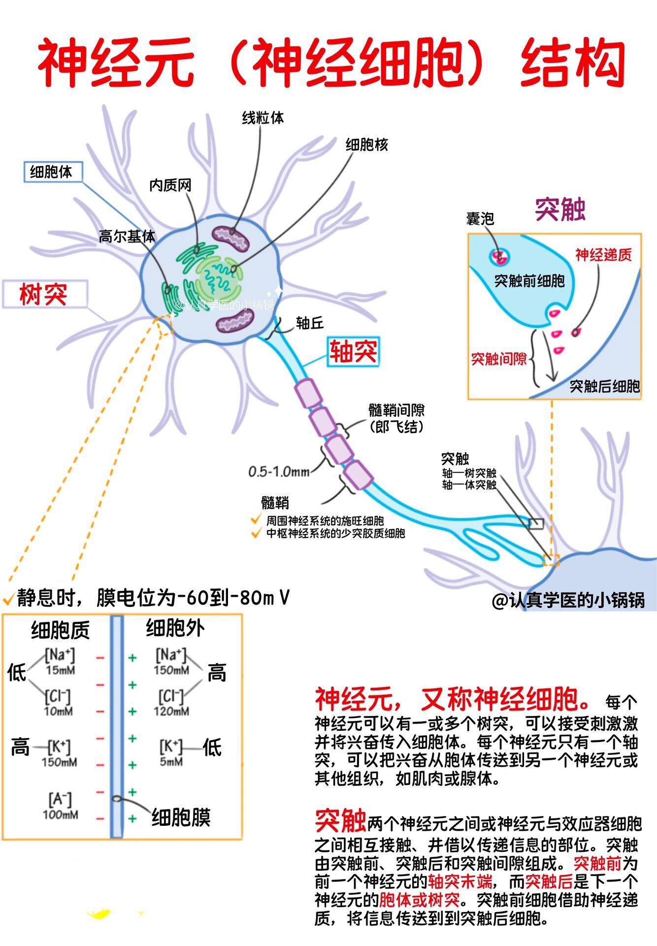 神经元兴奋图片