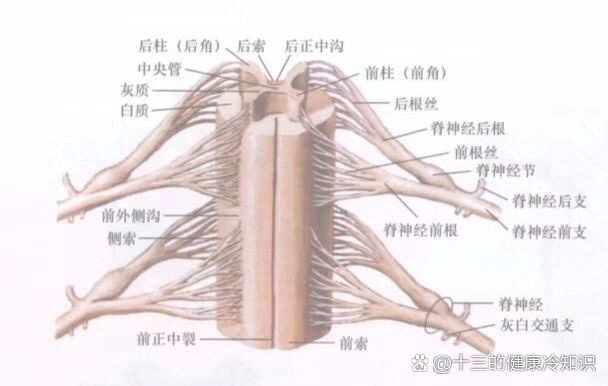脊髓神经根