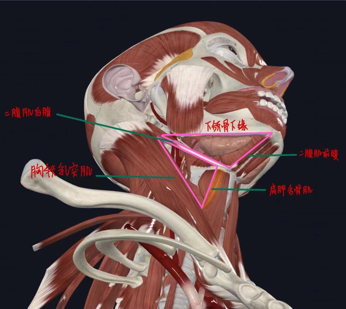 下颌三角淋巴结图片