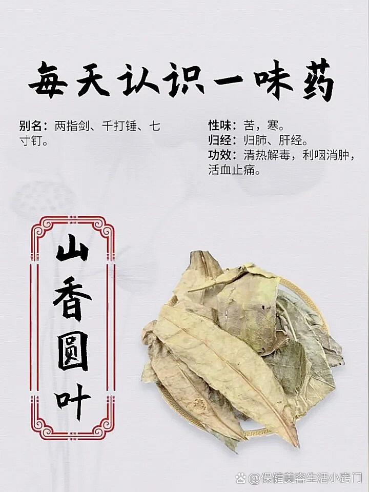 每天认识一味药:山香圆叶