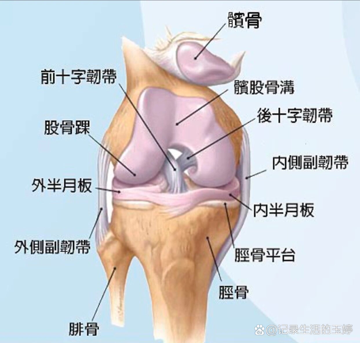 由股骨连接胫骨